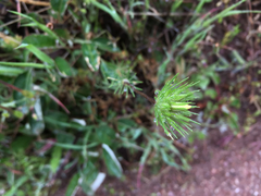 Leptosiphon grandiflorus