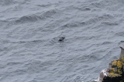 Grey Seal