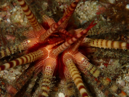 Prionocidaris baculosa observed 2026-08-18