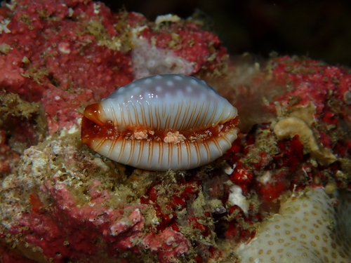 Cypraea limacina observed 2026-08-18