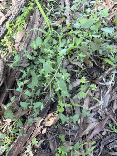 Nodding Saltbush