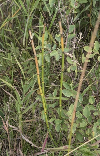 Equisetum laevigatum, photograph 2