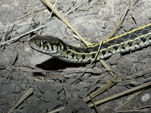 Plains Garter Snake
