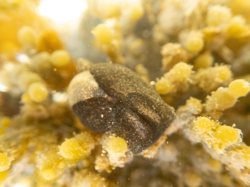 Papawera zelandiae observed 2026-08-30
