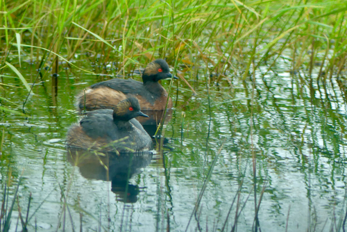 Eared Grebe