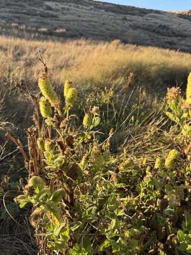 Stachys pycnantha, photograph 1