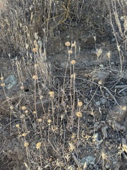 (c) Nicholas Wei, some rights reserved (CC BY-SA) Salvia columbariae, photograph (c) Nicholas Wei, some rights reserved (CC BY-SA)
