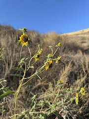 Helianthus exilis, photograph (c) Nicholas Wei, some rights reserved (CC BY-SA)