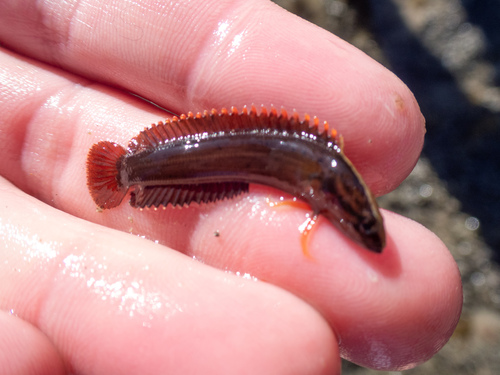 Acanthoclinus littoreus observed 2026-08-30