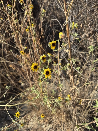 Helianthus exilis