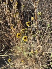 Helianthus exilis