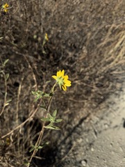 Helianthus exilis, photograph (c) Nicholas Wei, some rights reserved (CC BY-SA)