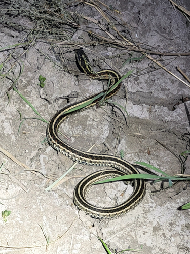 Common Garter Snake
