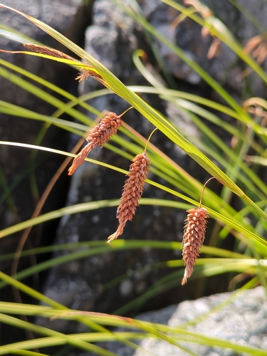 Carex lyngbyei