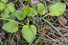 Viola collina