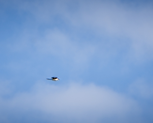 Pied Cuckoo