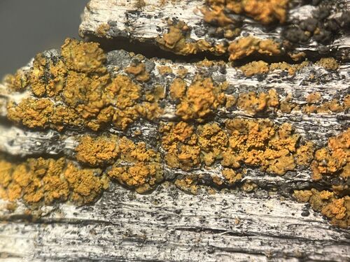 Villophora microphyllina
