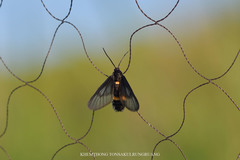 Psichotoe duvaucelii