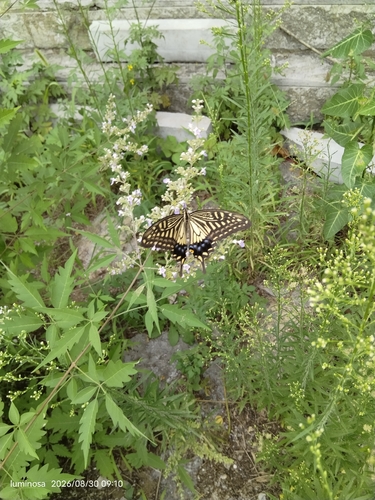 Chinese Yellow Swallowtail