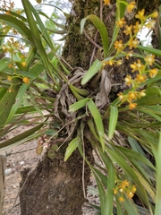 Prosthechea ochracea