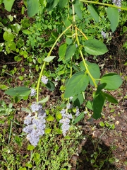 Ceanothus integerrimus macrothyrsus