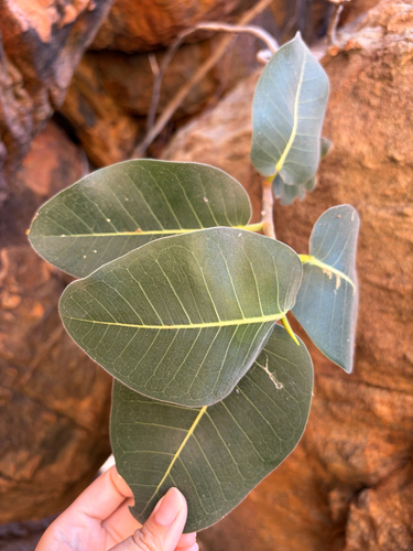 Ficus platypoda observed 2026-08-30