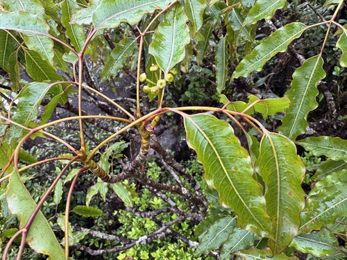 Polyscias willmottii observed 2026-08-29
