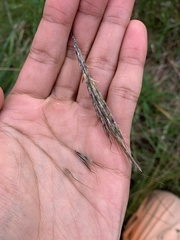 Bothriochloa macra