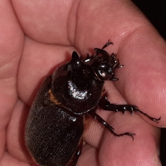 Heterogomphus mniszechi