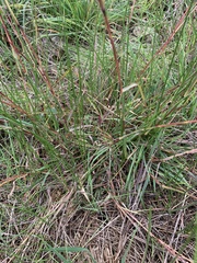 Bothriochloa macra