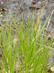 Carex stricta