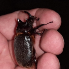 Heterogomphus mniszechi