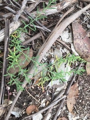 Enchylaena tomentosa