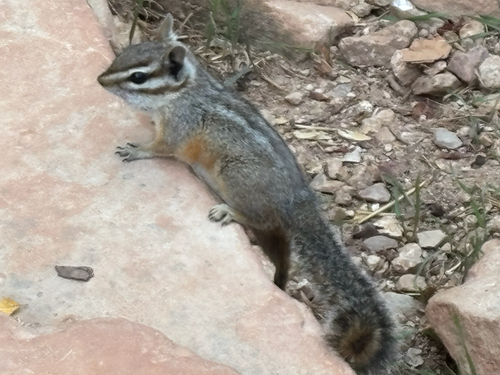Cliff Chipmunk observed by stevevilter
