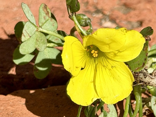 Bermuda buttercup