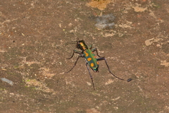 Calochroa