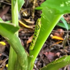 Eupanacra elegantulus