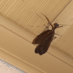 Pseudomiopteryx infuscata