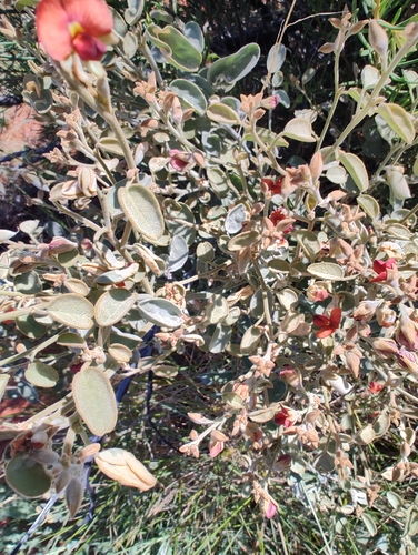 Isotropis atropurpurea, 2026-08-29