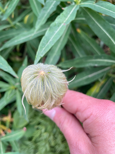 Pulsatilla occidentalis, photograph 6