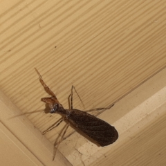 Pseudomiopteryx infuscata