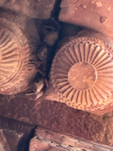 Naked-rumped Tomb Bat