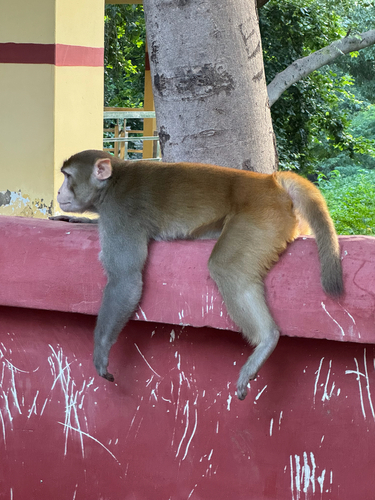 Rhesus Macaque