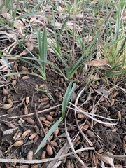 Dianella amoena
