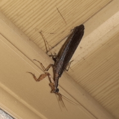 Pseudomiopteryx infuscata