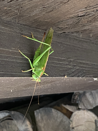 Great Green Bush-cricket