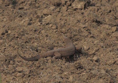 Bengal Monitor