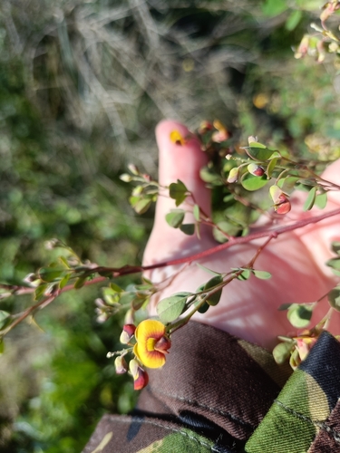 Western Golden-Tip