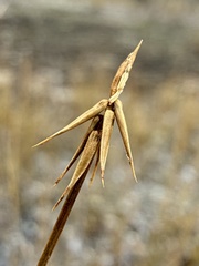 Carex microglochin