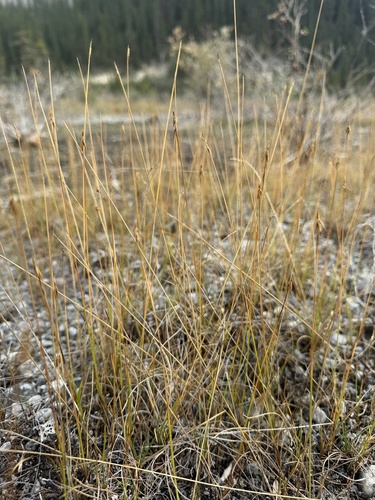 Carex microglochin, photograph 2